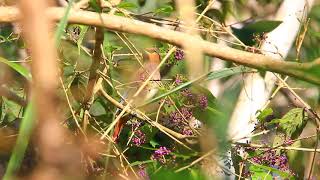 The Japanese waxwing eating the Callicarpa formosana fruits, 朱連雀吃杜虹(粗糠柴)花果