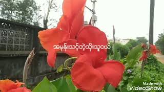 မိုးသက်နိုင် အမုန်းသင့်တဲ့သိုးသူငယ်