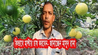 কিভাবে মাল্টার চাষ করবেন, How to cultivate Malta Fruit