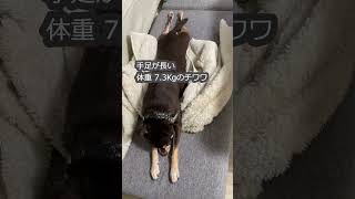 (チワワ) 手足が長い体重7 3kgのチワワ #shorts #chihuahua  #チワワ