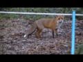 CHEEKY FOX TAKES ON MAN & DOG FOR CHICKENS.