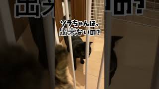 【忍者？NINJA KUNOICHI】くノ一　エルサ参上！！　#shorts  #short #cat  #cute #黒猫　#保護猫