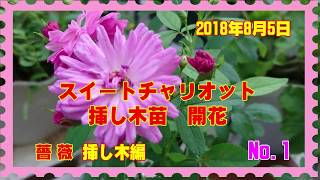 薔薇（バラ）挿し木編：薔薇スイートチャリオット挿し木NO,1