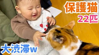 【猫と赤ちゃん】帰省するたび猫カフェ化が進む実家😱