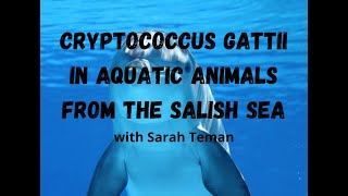 Cryptococcus gattii outbreak in porpoises and dolphins in the Salish Sea