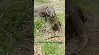 Fascinating facts about Komodo dragons that most don't know in 60 secs.