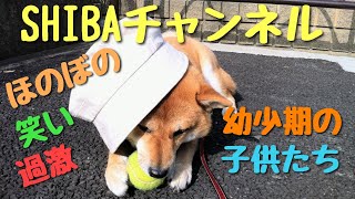 SHIBAチャンネル　柴犬2頭と保護猫３匹　ほのぼの・笑い・過激　幼少期の子供達