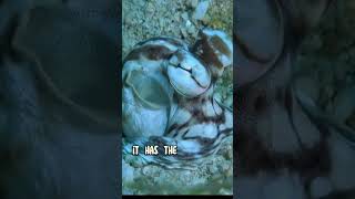 Amazing Mimic Octopus 🐙👀: Master of Disguise! #MimicOctopus #UnderwaterWonders #shorts