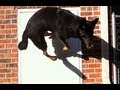 How To Teach Your Dog To Rebound Off Walls How To Teach Your Dog To Rebound Off Walls