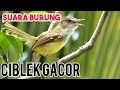 BANYAK HUTANG ? DENGARKAN suara burung penarik rezeki penenang hati dan pikiran