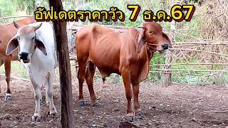 📌วันที่ 7 ธ.ค.67; หาซื้อวัวหน้าคอก วัวปล่อยทุ่ง อัดเดตราคาวัว #เรรันchannel