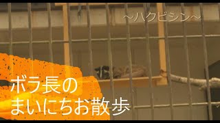 一緒にとべZOO「ボラ長のまいにちお散歩～ハクビシン～」