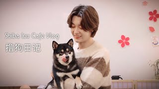 Kachine 孙滢皓【Weibo update 2021.12.10】Shiba Inu Cafe Vlog | 撸狗日記