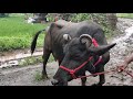 २ मुर्हा म्हशी विक्रीसाठी उपलब्ध...2 buffalo available for sale....