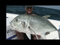 extreme gt fishing oman knocked out by a monster gt