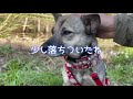 鎖に繋がれた「元保護犬アッチャン」こんなケンカは可愛すぎる！！！暴走する兄妹を自由にするとこうなります。