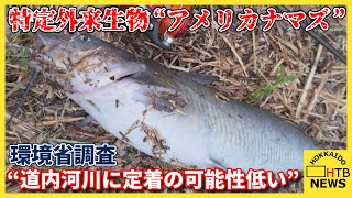 北海道の川で見つかった特定外来生物“アメリカナマズ”「道内の河川に定着している可能性低い」環境省調査