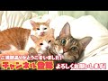 猫達と｢かくれんぼ｣してみた結果人間が勝てるはずがなかった...