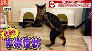 【神回】”ハイ”になった愛猫たちが暴れすぎて放送事故寸前なんだがww