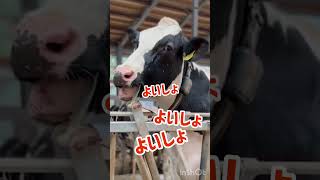 【牛】自分で戻せます🐄 #shorts #酪農 #動物 #北海道 #おもしろ