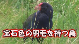 宝石色の羽毛を持つ珍鳥