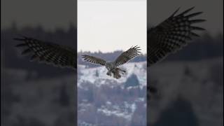 Owl in flight ... #music #owl #birds #shorts #wildlife #shots #wildanimal #naturevideo @MatthewViens