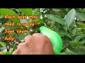 get rid of bronze orange bugs on citrus tree homemade spray to kill stink bugs instantly