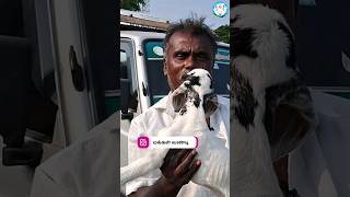 நான் திண்டுக்கல் ஆட்டுக்குட்டி வியாபாரி குன்னத்தூர் #tamizhkaalai #goat #குன்னத்தூர்