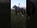 бузкаши аспи бахридин🐎🐎🐎