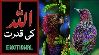 ALLAH Ki Qudrat | Emotional Molana Tariq Jameel Bayan 2017 New|