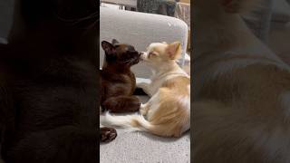 常識を超えた愛 #犬猫多頭飼い