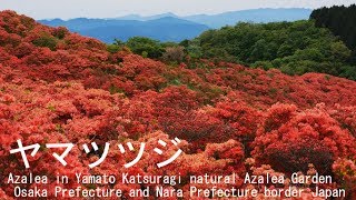 Panasonic Lumix G8［4K］ヤマツツジ　大和葛城山自然つつじ園　2017 Azalea in Yamato Katsuragi natural Azalea Garden