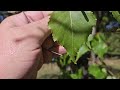 ID That Tree: Grey Birch