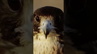 Up close with a Majestic hawk #hawk #wild #animal #bird #mightybird #nature