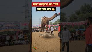 इतना समझदार ऊंट पहले नहीं देखा होगा आपने #camel #shorts #viralvideo #shortsvideo