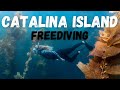 Catalina Island Snorkeling with Giant Sea Bass | Casino Point Dive Park