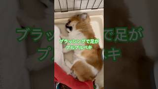 ブラッシングが好きすぎて足がプルプルする犬　#ペキニーズ #ブラッシング #いぬブラシ #ペキ #はなぺちゃ #イーヌ