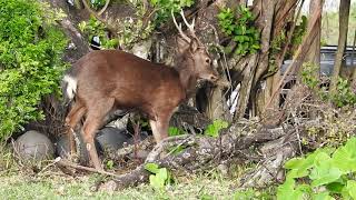 ケラマジカ Cervus nippon keramae の角研ぎ