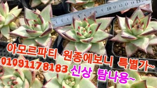 #시흥무지개다육신상대량입고특가세일#아모르파티#원종에보니#후레뉴 01091178183#루비틴트#크리스마스#무지개염좌