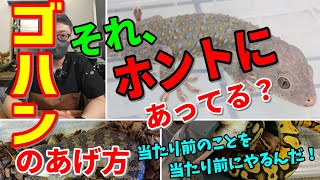 【解説】獣医が教える！爬虫類のゴハンの上げ方！（当たり前のことを、当たり前にやる！）