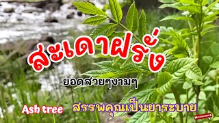 Ash tree ผักสะเดาฝรั่ง สรรพคุณเป็นยาระบาย