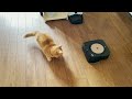 猫様はじめてのロボット掃除機対決w果たしてルンバを倒せるか『マンチカン短足ポン』