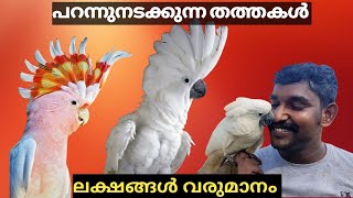 umberlla cockatoo ലക്ഷങ്ങൾ വരുമാനമുള്ള തത്ത വളർത്തൽ