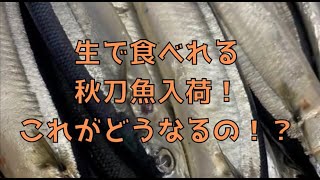 愛知県豊川市のイタリアンレストラン【秋だ！秋刀魚だ！】秋刀魚マリネ・秋刀魚コンフィ・秋刀魚のシチリア風パスタ！