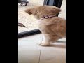 funniest animal videos12 best funny cats and dogs videos 2022 part 24070 funnyanimalvideos funny