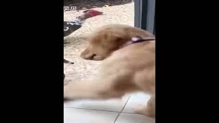 funniest animal videos12 best funny cats and dogs videos 2022 Part 24070 #funnyanimalvideos #funny