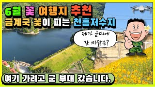 6월 꽃여행: 성거읍 가볼만한곳, 금계국 꽃이 활짝 핀 천흥 저수지