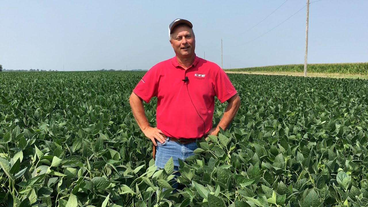 Big Bean Yields Youtube