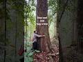 Tree hugger #fyp #tree #borneo #forest #dipterocarp #chill