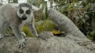 See Lemur Forest at the Tennessee Aquarium!